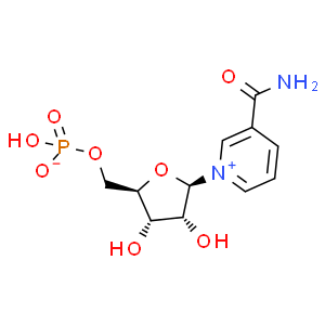 β-煙酰胺單核苷酸；NMN